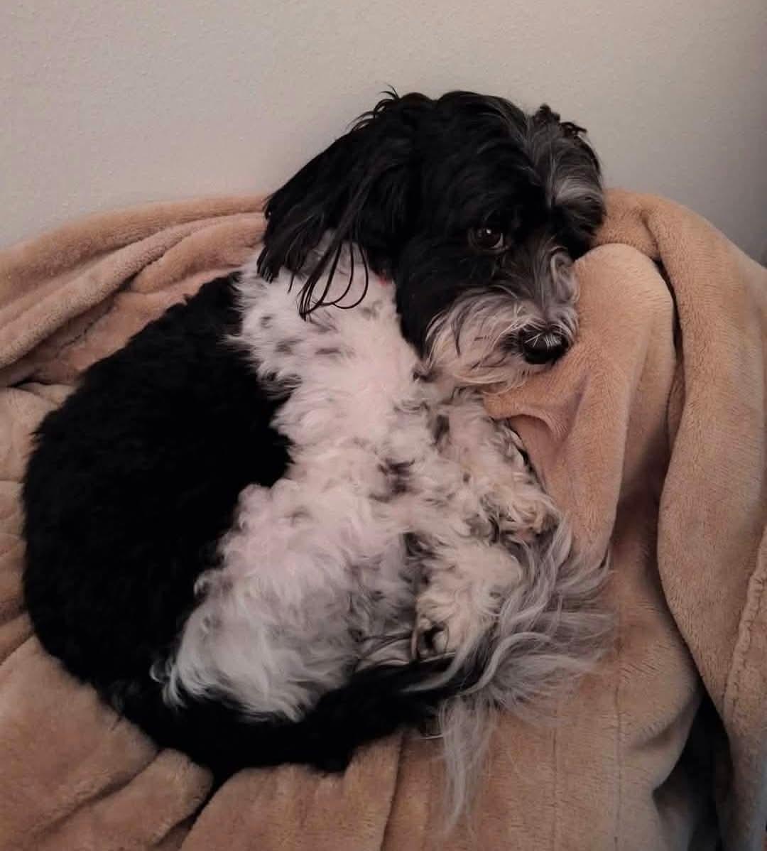 Enlarge Bella, a Adopted Havanese in Jefferson City, MO image 3/3