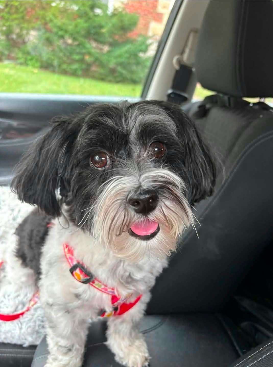 Enlarge Bella, a Adopted Havanese in Jefferson City, MO image 2/3