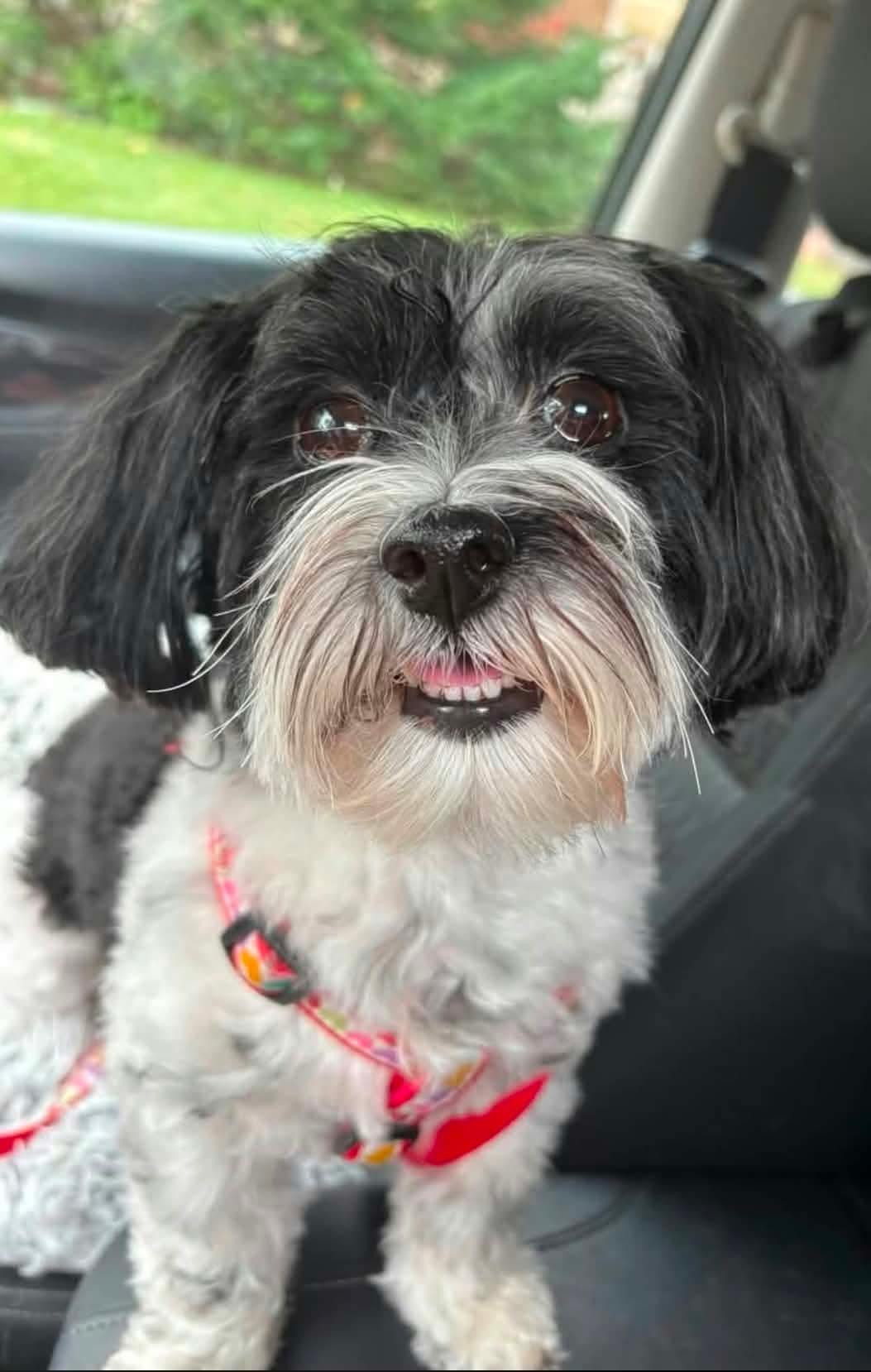Bella, Adopted, Adult Female Havanese.