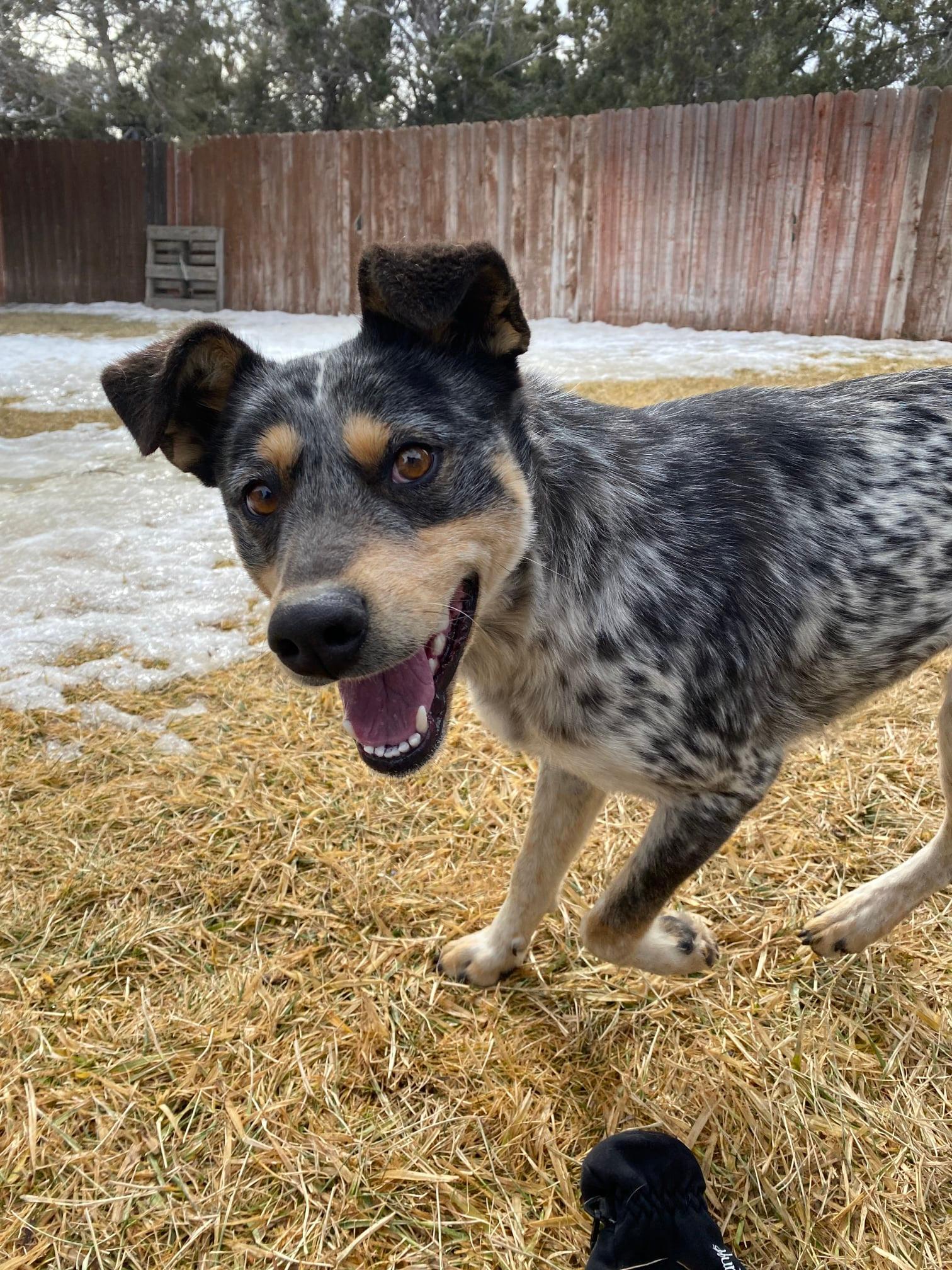 Misty, Adoptable, Adult Female Australian Cattle Dog / Blue Heeler.