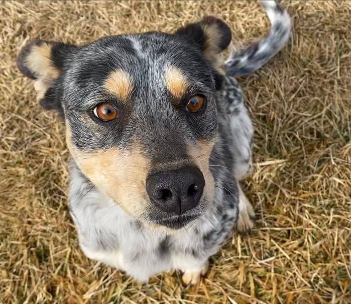 Misty, a Adoptable mixed breed in Durango, CO image 2/8