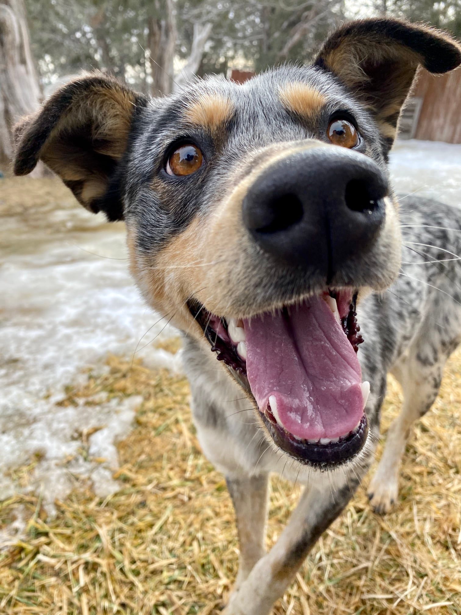 Misty, a Adoptable mixed breed in Durango, CO image 3/8