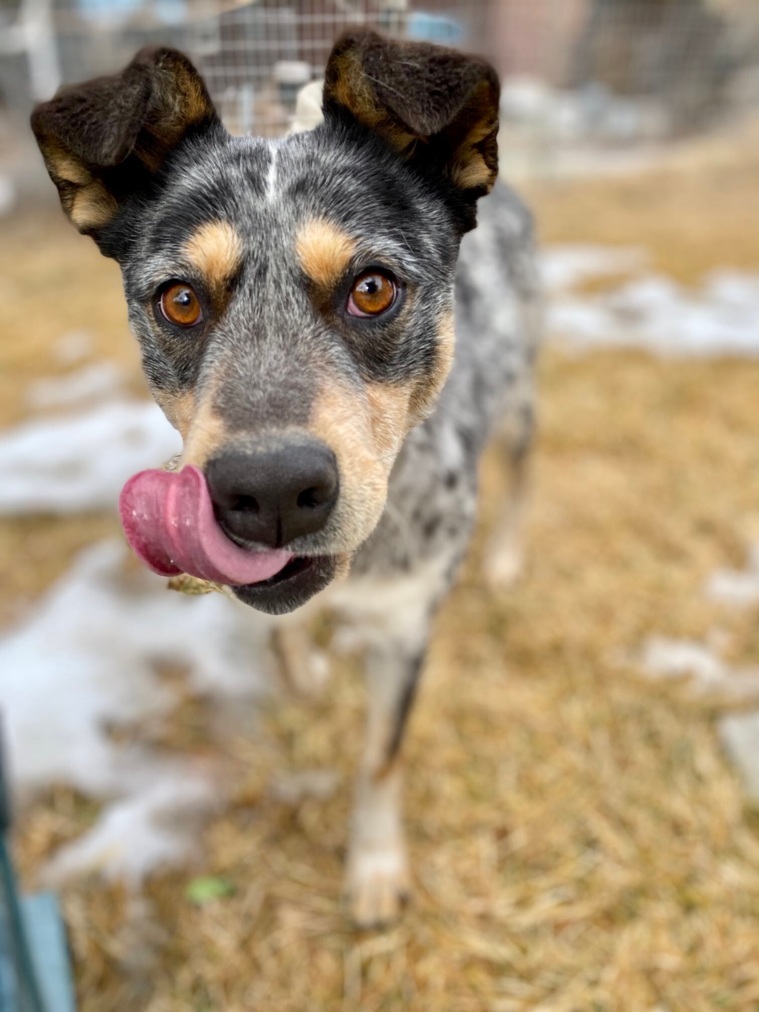 Misty, a Adoptable mixed breed in Durango, CO image 4/8