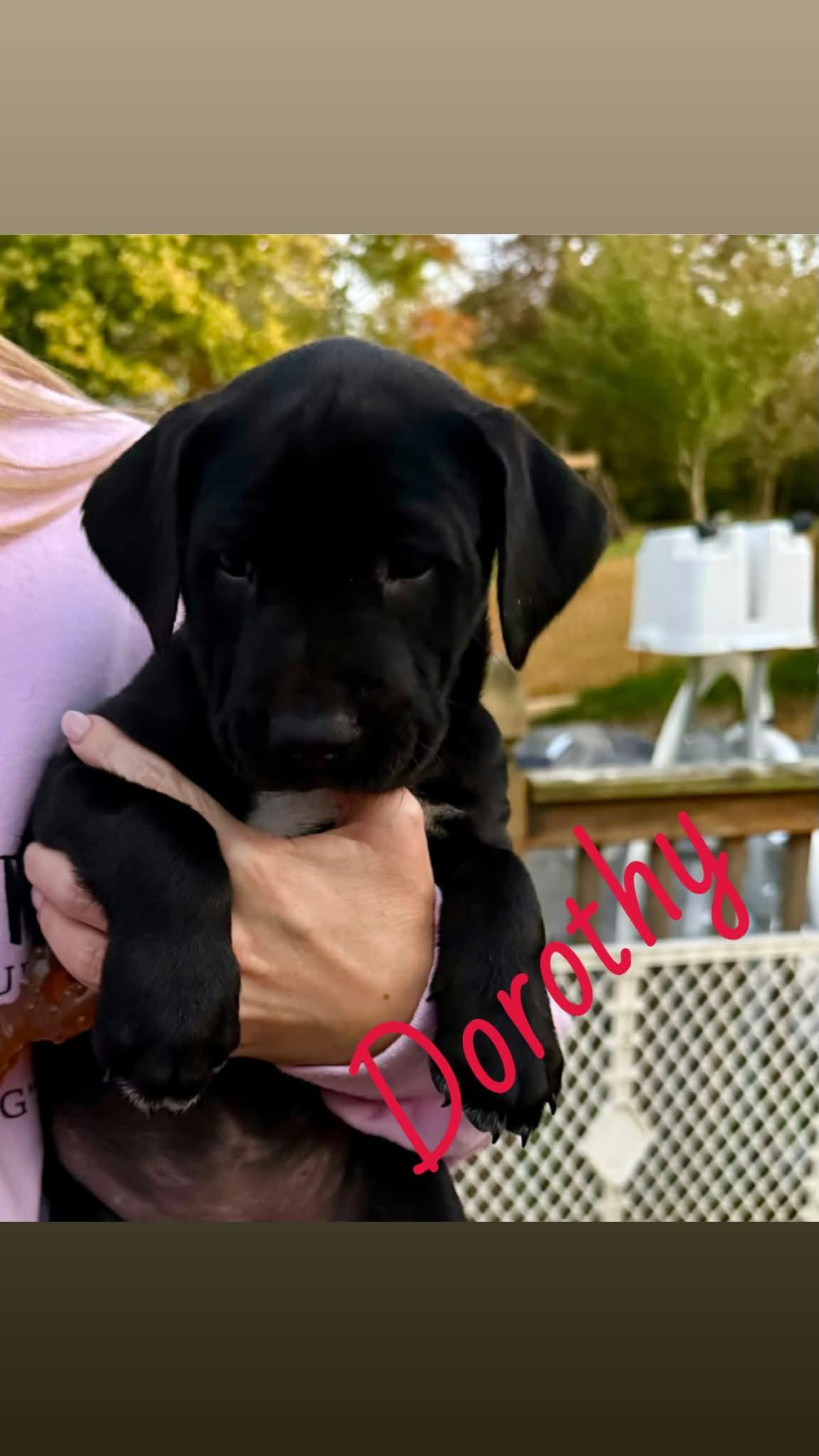 Dorothy, Adoptable, Young Female Pit Bull Terrier.