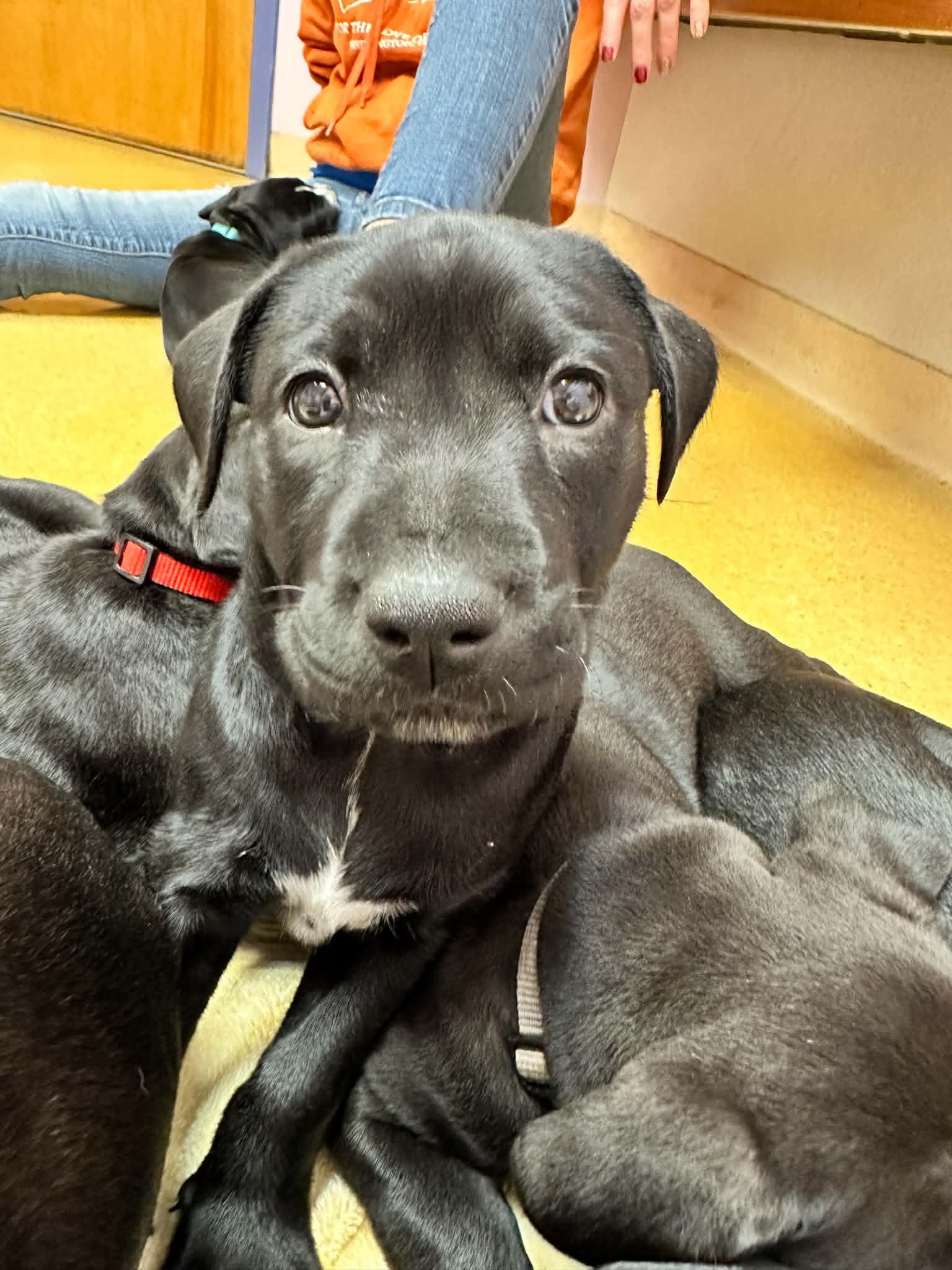 Enlarge Dorothy, a Adoptable Pit Bull Terrier in Shillington, PA image 2/2