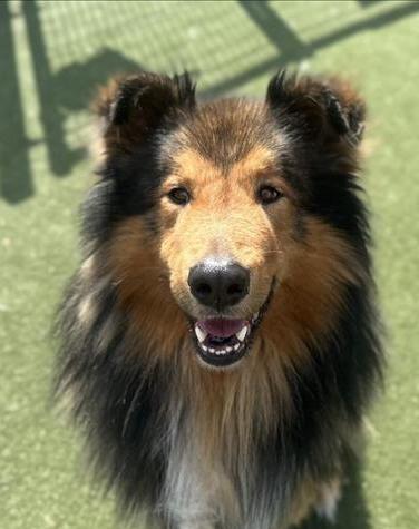 Enlarge Ritchie, a Adopted mixed breed in Elk Grove, CA image 1/2