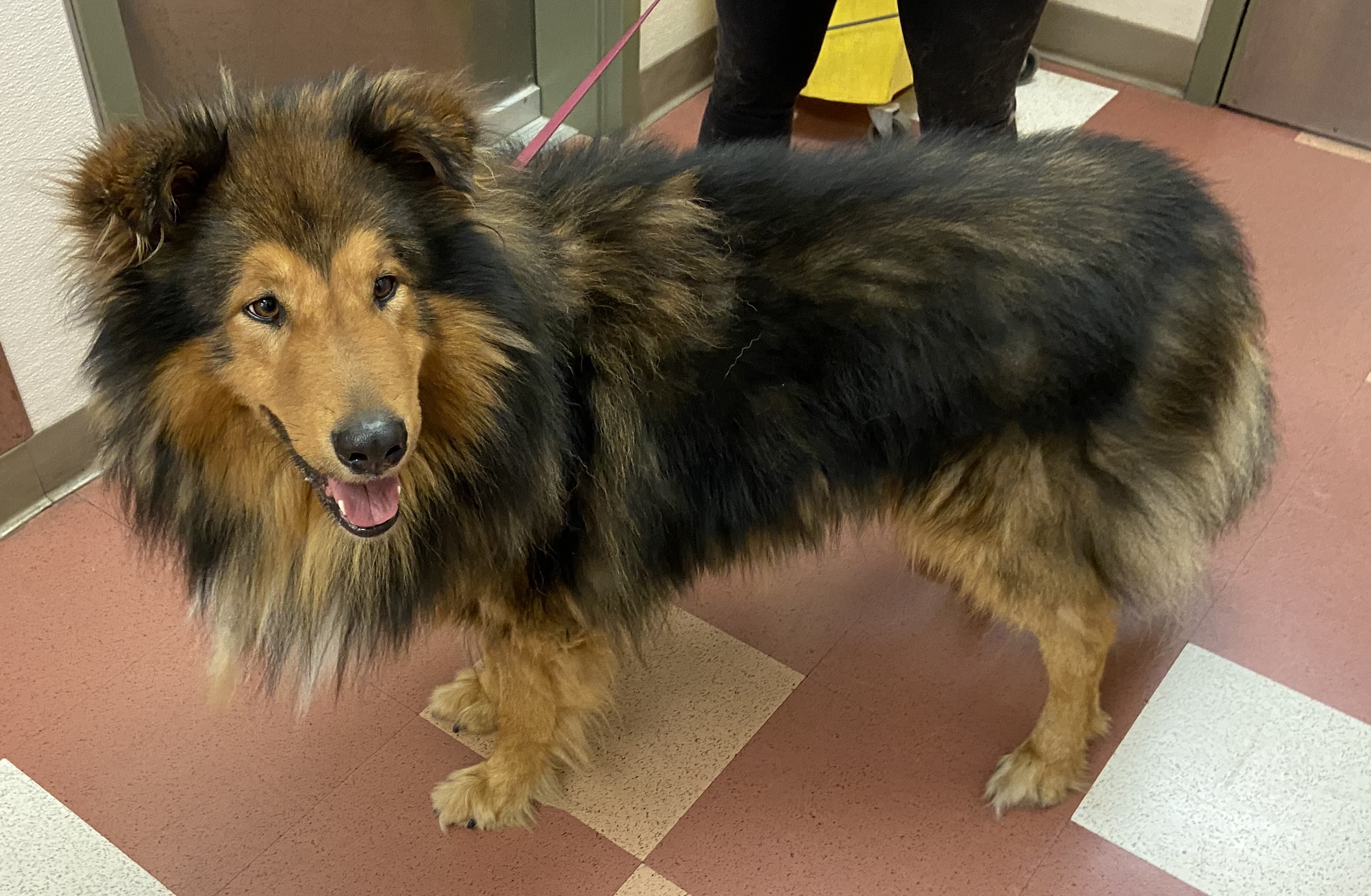 Enlarge Ritchie, a Adopted mixed breed in Elk Grove, CA image 2/2