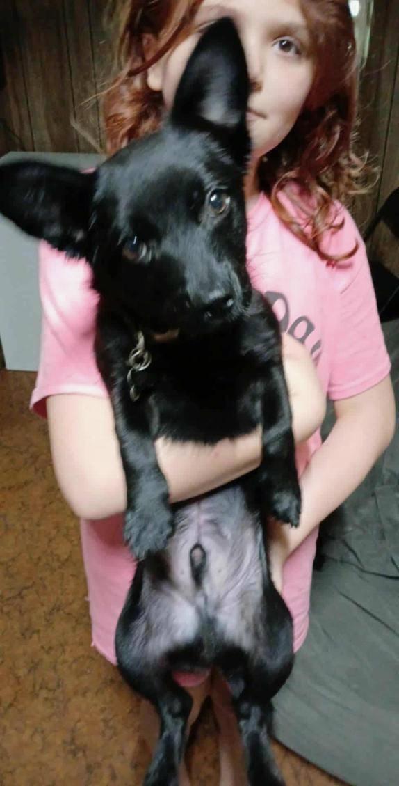 Enlarge Sam, a Adoptable mixed breed in Newfoundland, NJ image 1/1