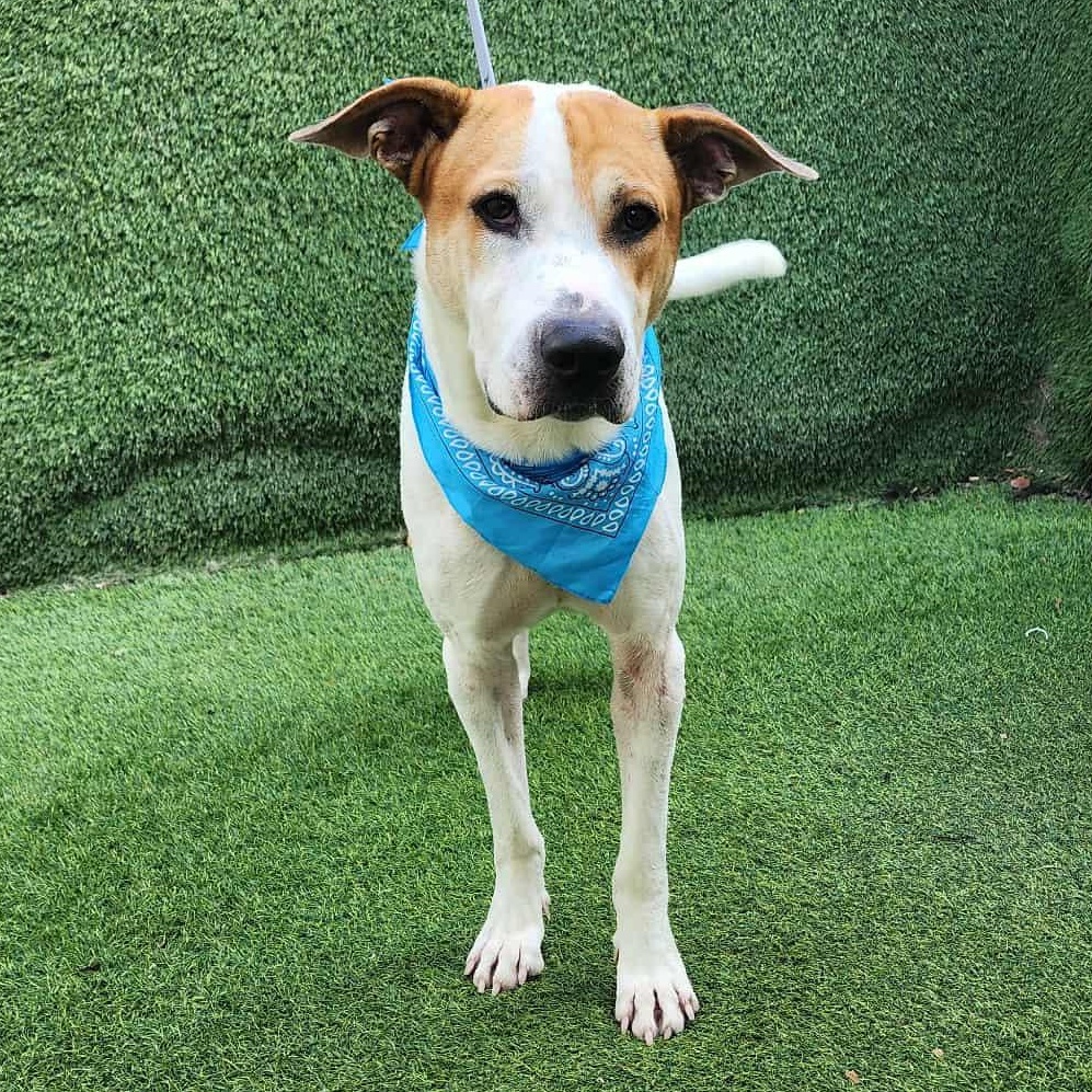 Timber — thumbnail 3