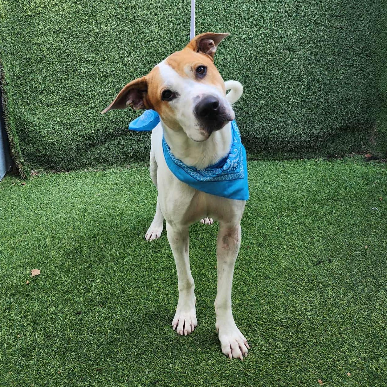 Timber — thumbnail 5