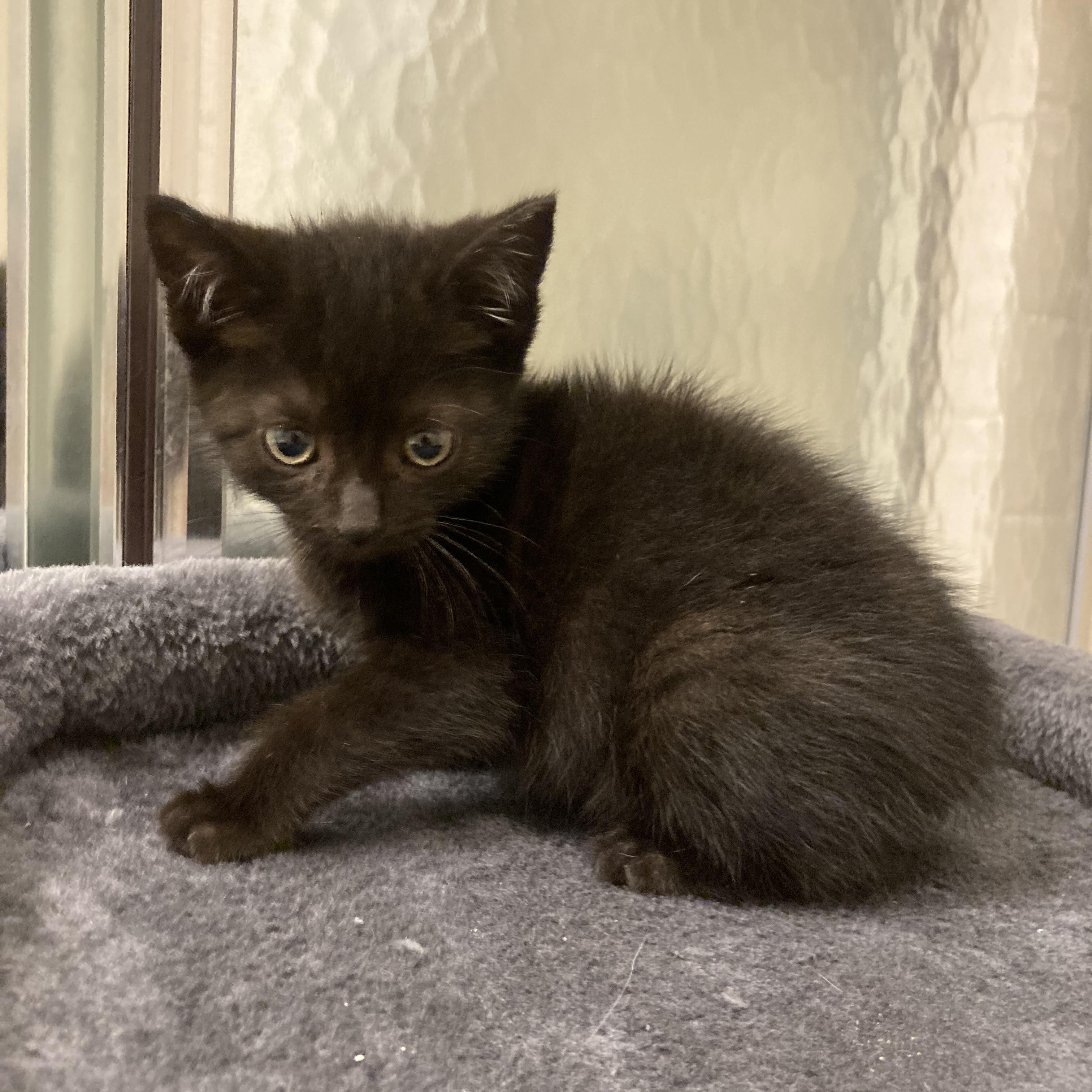Mermaid, Young Female Domestic Short Hair