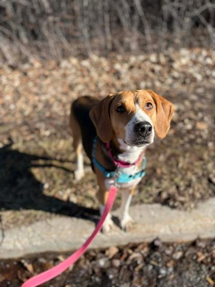 Tansy, a ADOPTABLE mixed breed in Neenah, WI image 2/3