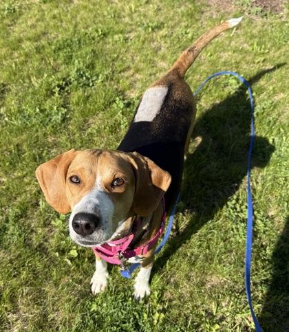 Tansy, ADOPTABLE, Young Female Treeing Walker Coonhound.
