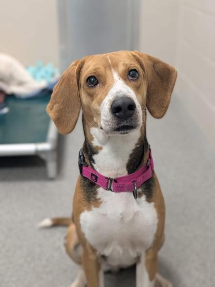 Tansy, a ADOPTABLE mixed breed in Neenah, WI image 3/3