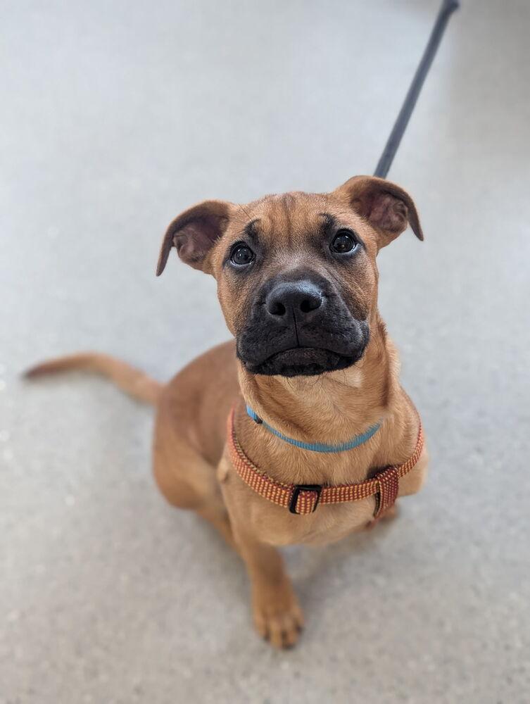 Bennie - Pending adoption, Adoptable, Puppy Male Rhodesian Ridgeback & Pit Bull Terrier.
