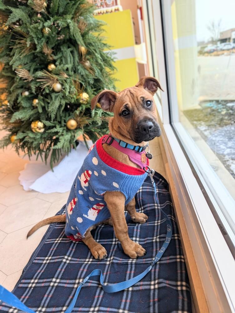 Enlarge Bennie - Pending adoption, a Adoptable mixed breed in Grand Rapids, MI image 2/4