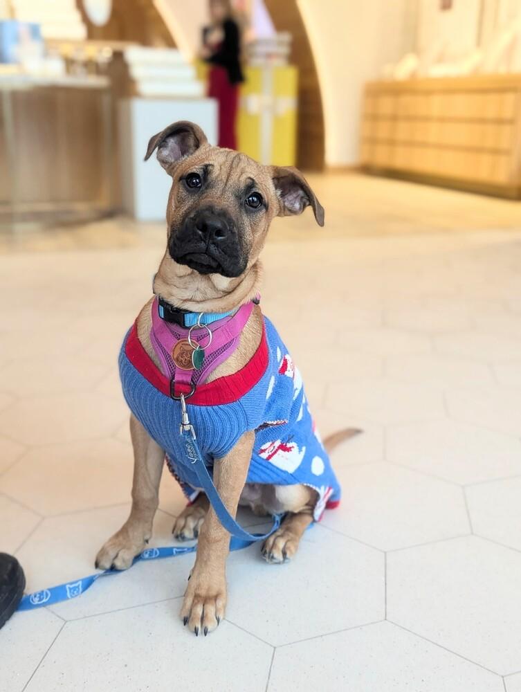 Enlarge Bennie - Pending adoption, a Adoptable mixed breed in Grand Rapids, MI image 3/4