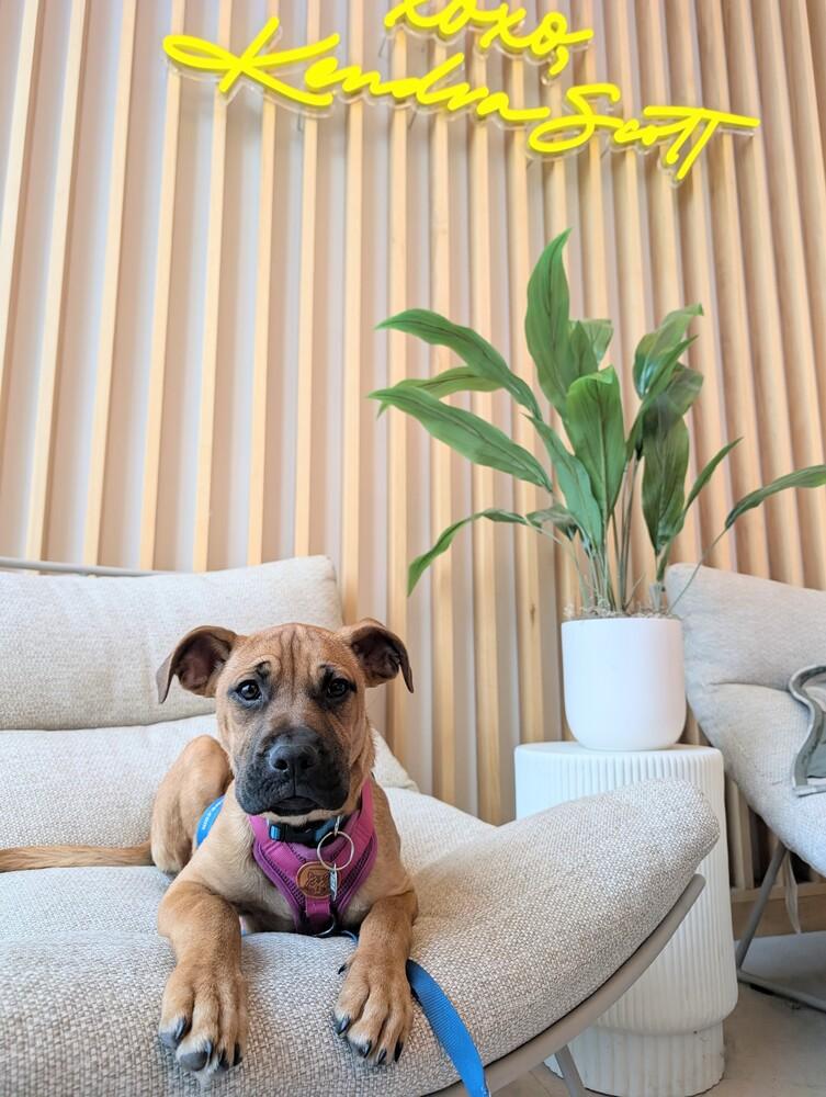 Enlarge Bennie - Pending adoption, a Adoptable mixed breed in Grand Rapids, MI image 4/4