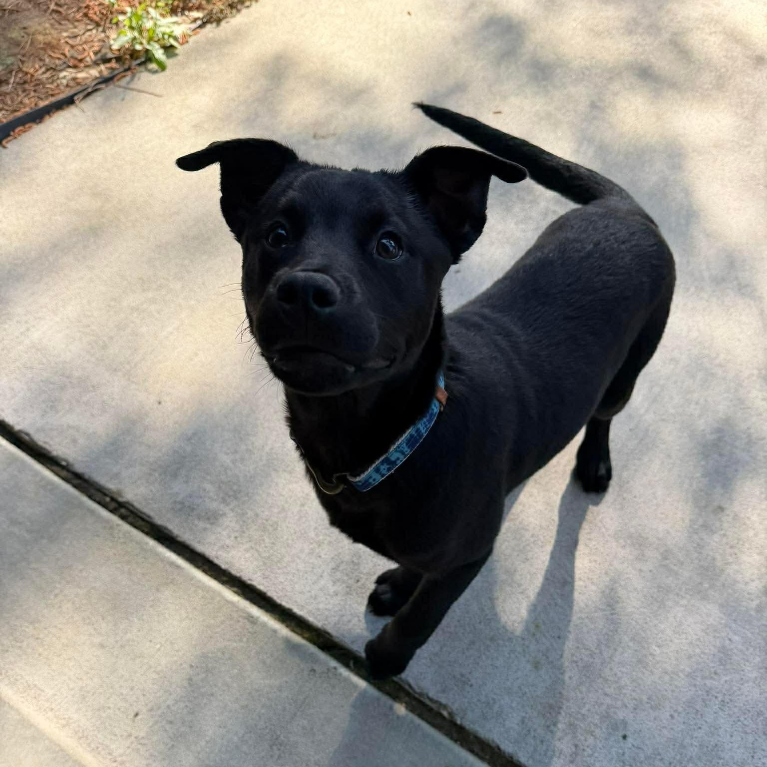 Enlarge Nala, a ADOPTABLE mixed breed in Wando, SC image 2/6