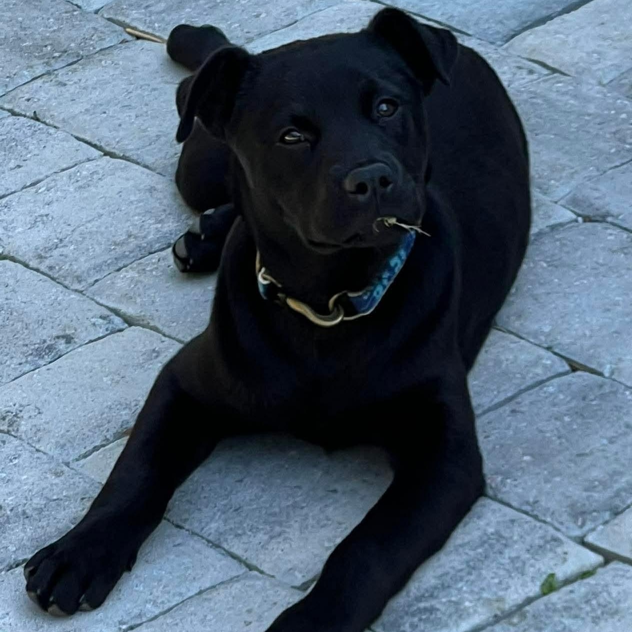 Enlarge Nala, a ADOPTABLE mixed breed in Wando, SC image 5/6