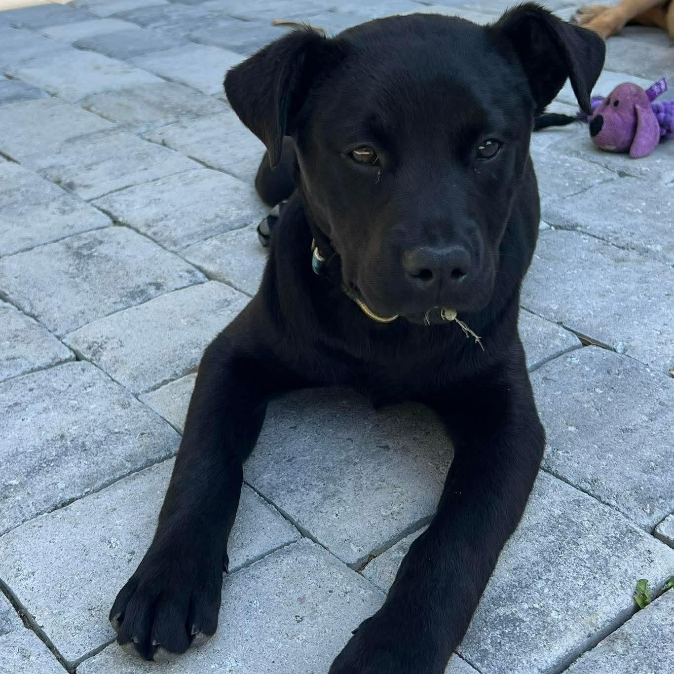 Enlarge Nala, a ADOPTABLE mixed breed in Wando, SC image 6/6