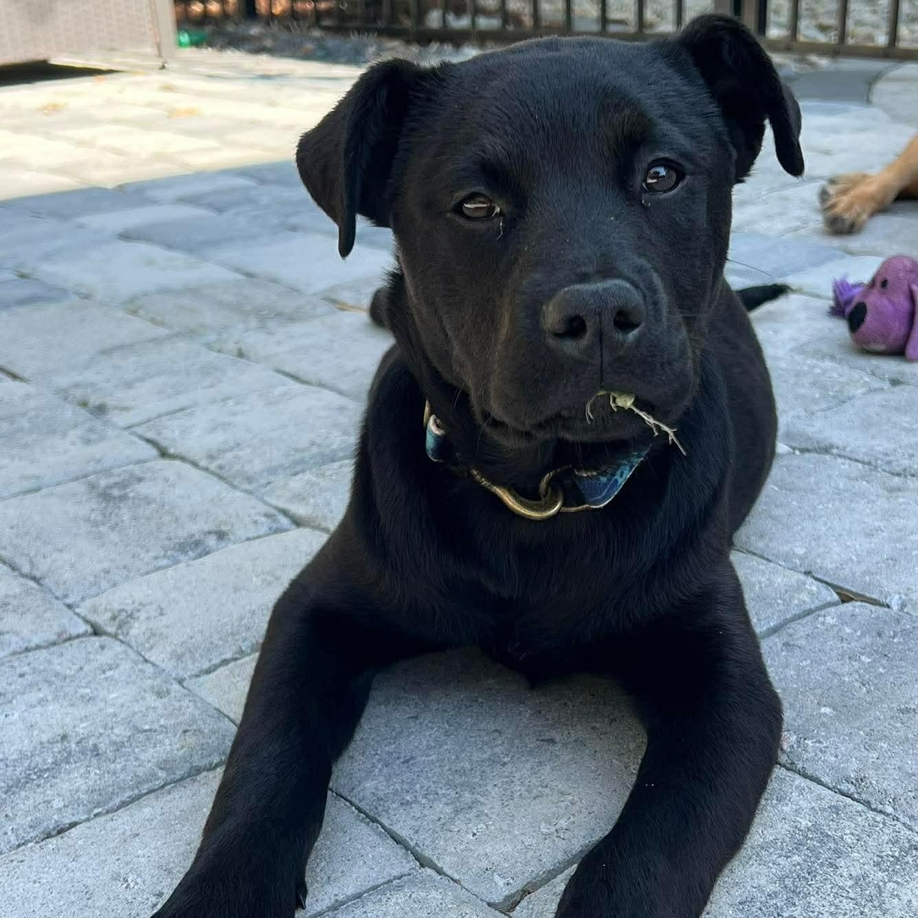 Nala, ADOPTABLE, Puppy Female Labrador Retriever.