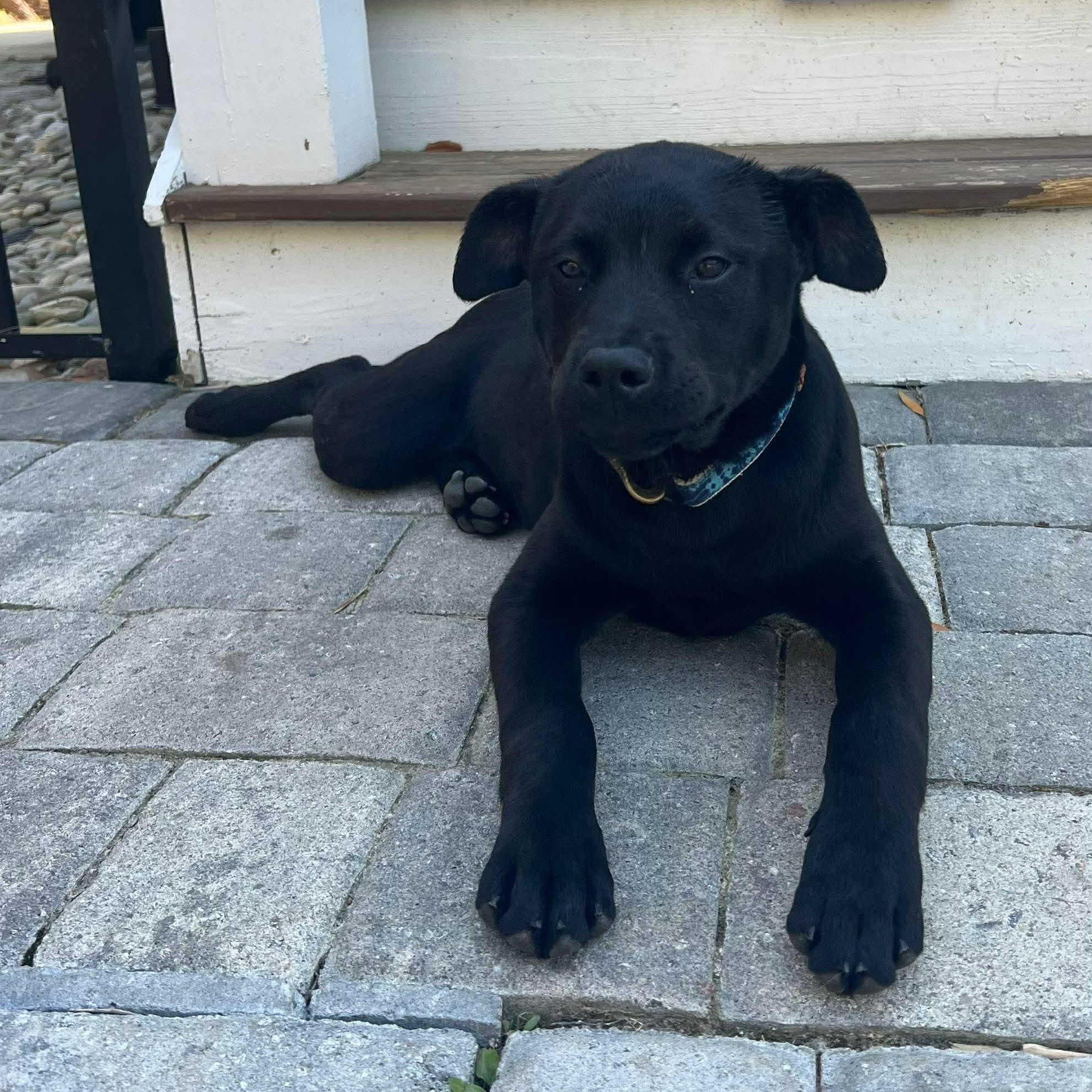 Enlarge Nala, a ADOPTABLE mixed breed in Wando, SC image 4/6