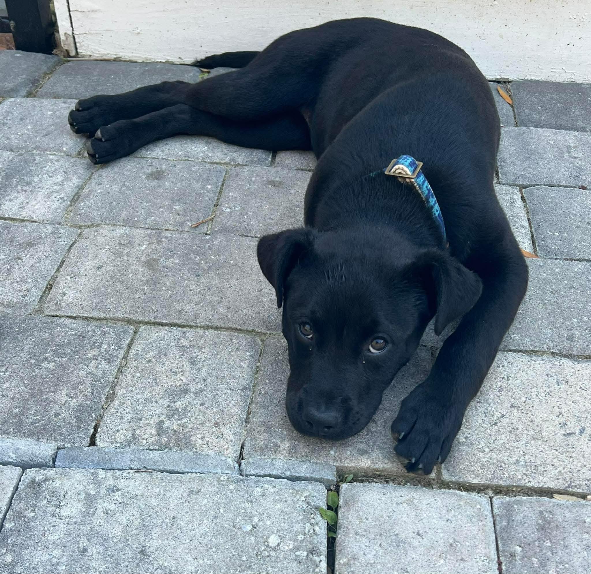 Enlarge Nala, a ADOPTABLE mixed breed in Wando, SC image 3/6