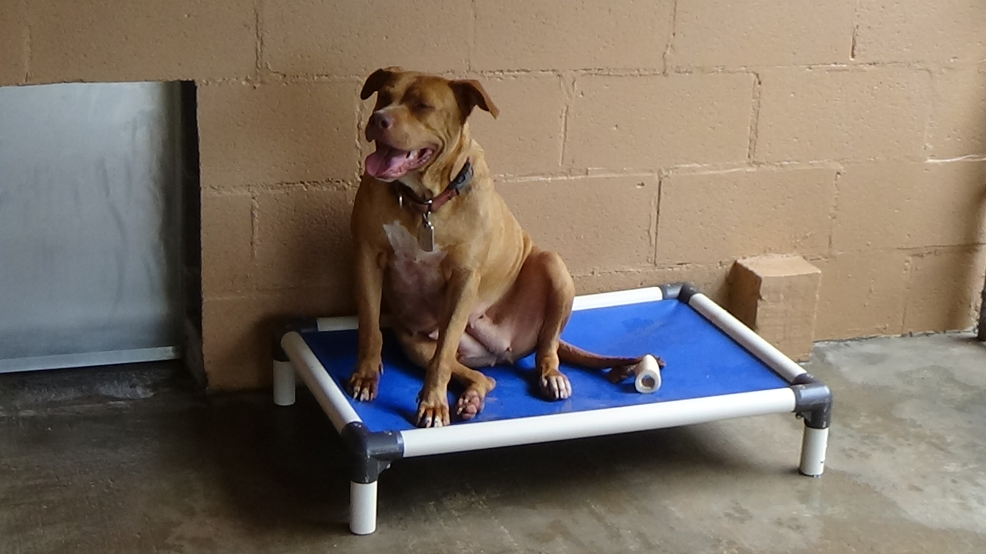 Luna Luvpitt thumbnail 6