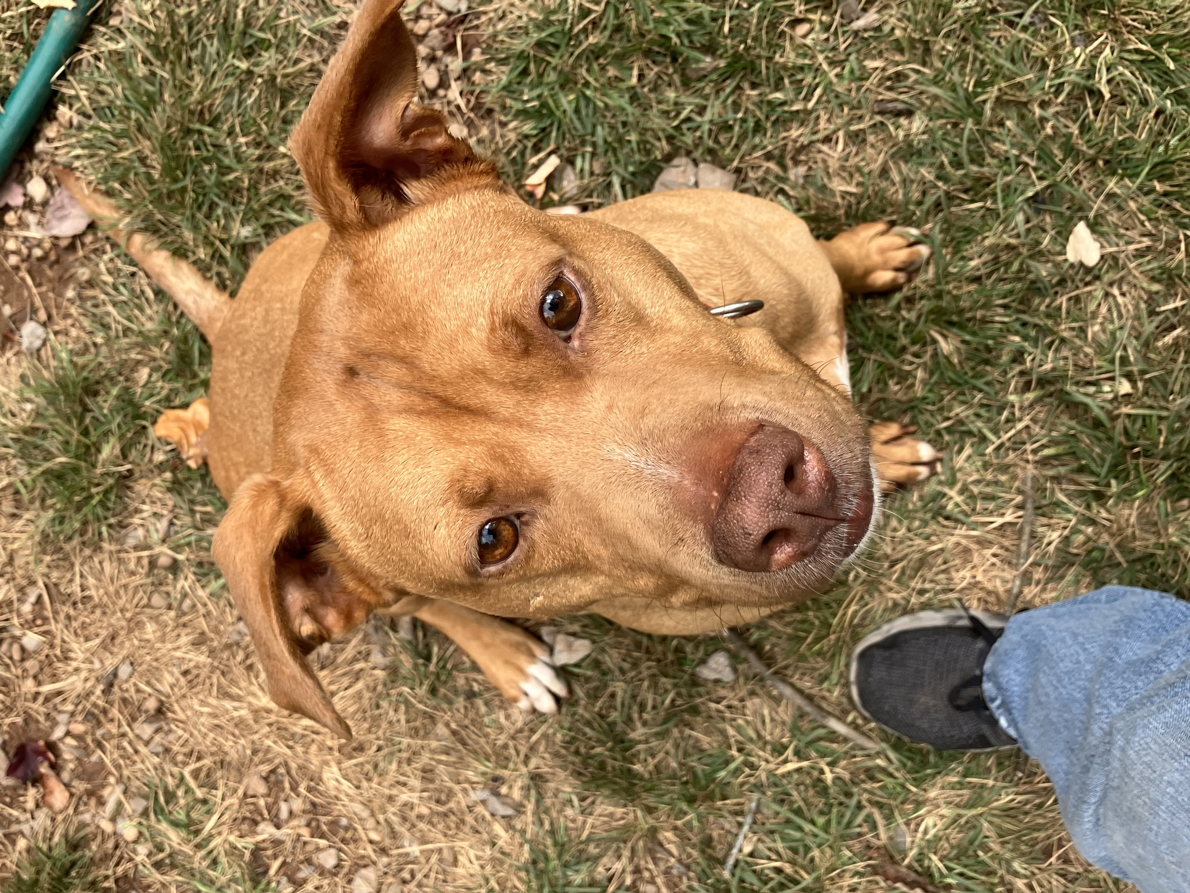 Luna Luvpitt thumbnail 4