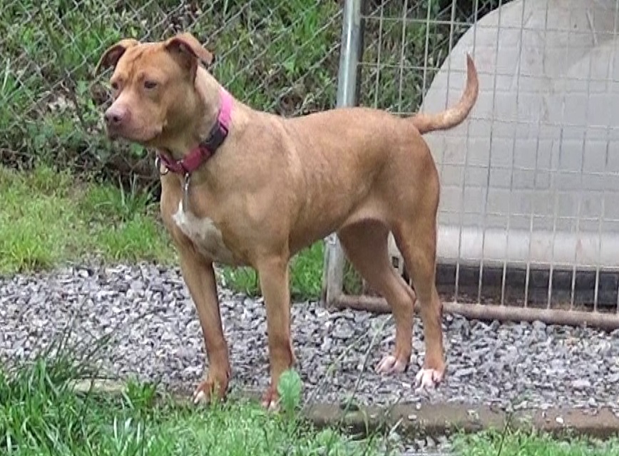 Luna Luvpitt thumbnail 5