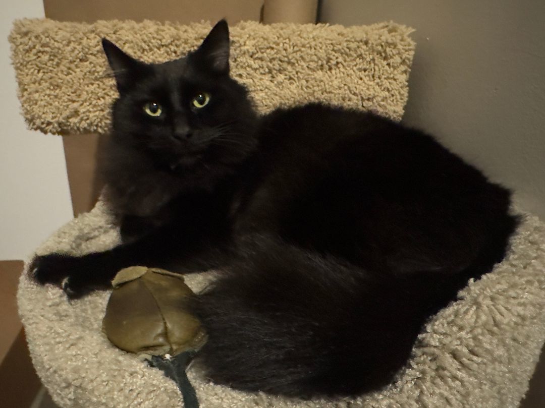 Pesto , Adopted, Adult Male Domestic Long Hair.