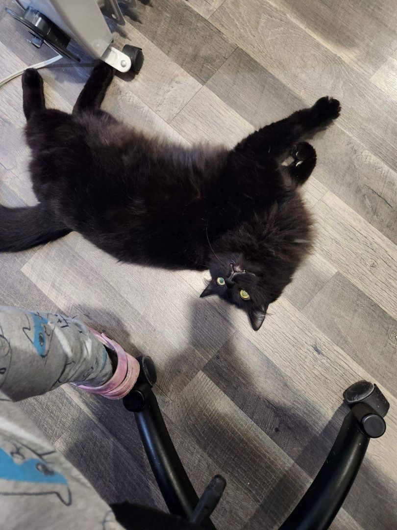 Pesto , a Adopted Domestic Long Hair in Tacoma, WA image 3/3