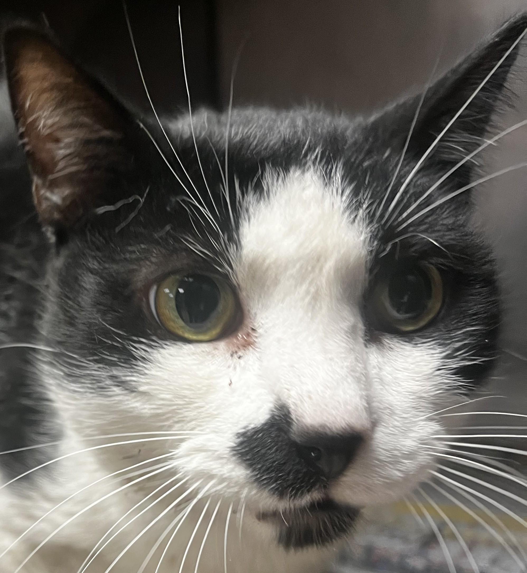 Boogies, ADOPTABLE, Senior Male Domestic Short Hair.