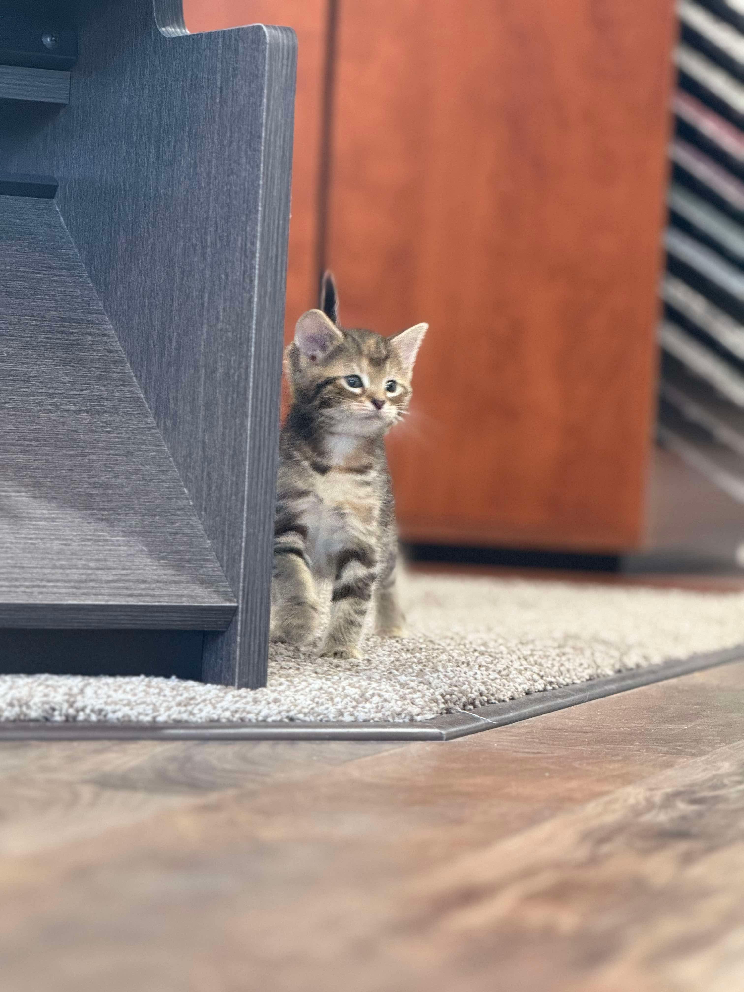 Hawk, Adopted, Kitten Male Domestic Short Hair.