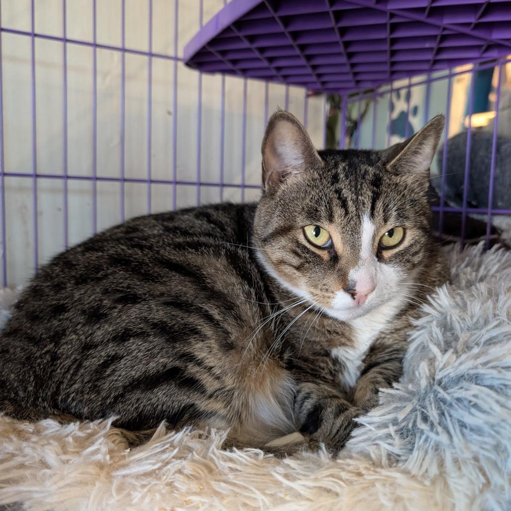 Rocco, Adoptable, Adult Male Domestic Short Hair.