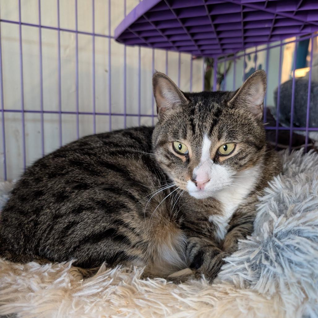 Enlarge Rocco, a Adoptable Domestic Short Hair in Saugerties, NY image 2/2