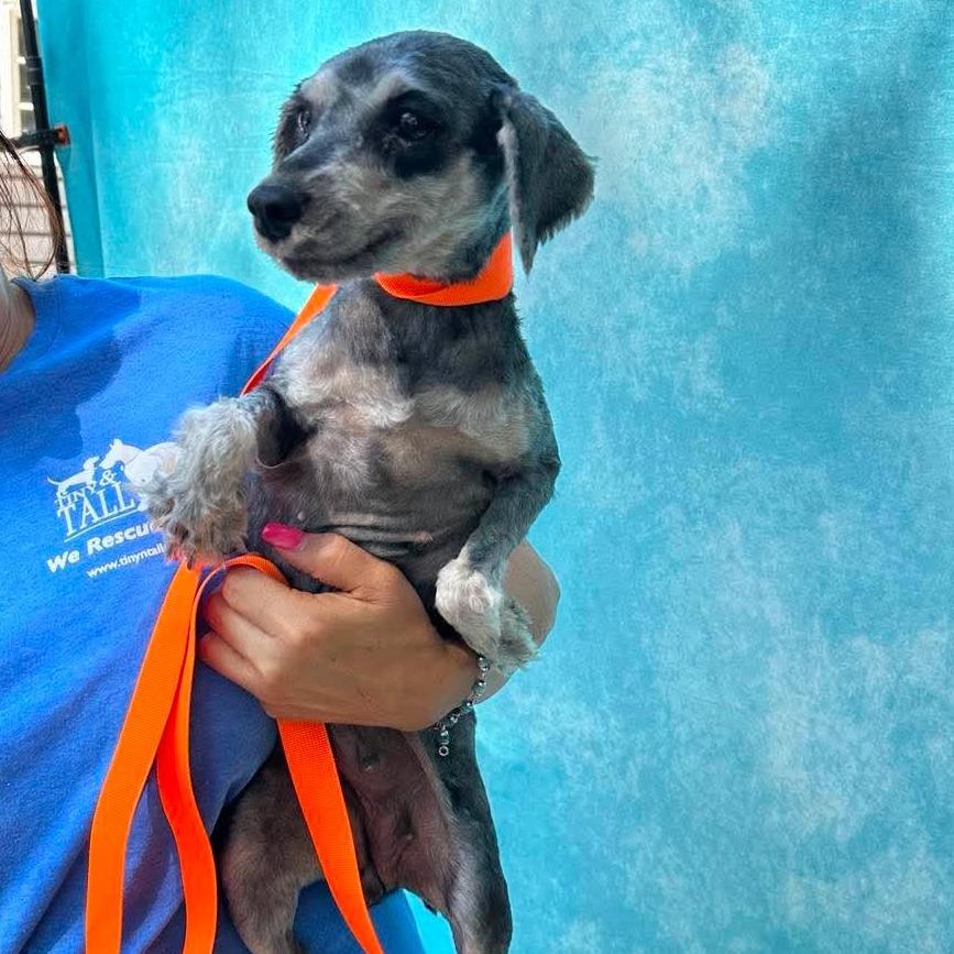 Jayne Mansfield, a Adoptable Miniature Schnauzer in St. Charles, IL image 1/4