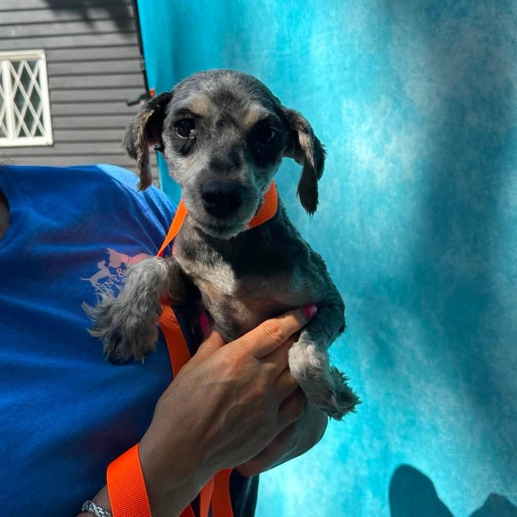 Jayne Mansfield, a Adoptable Miniature Schnauzer in St. Charles, IL image 2/4
