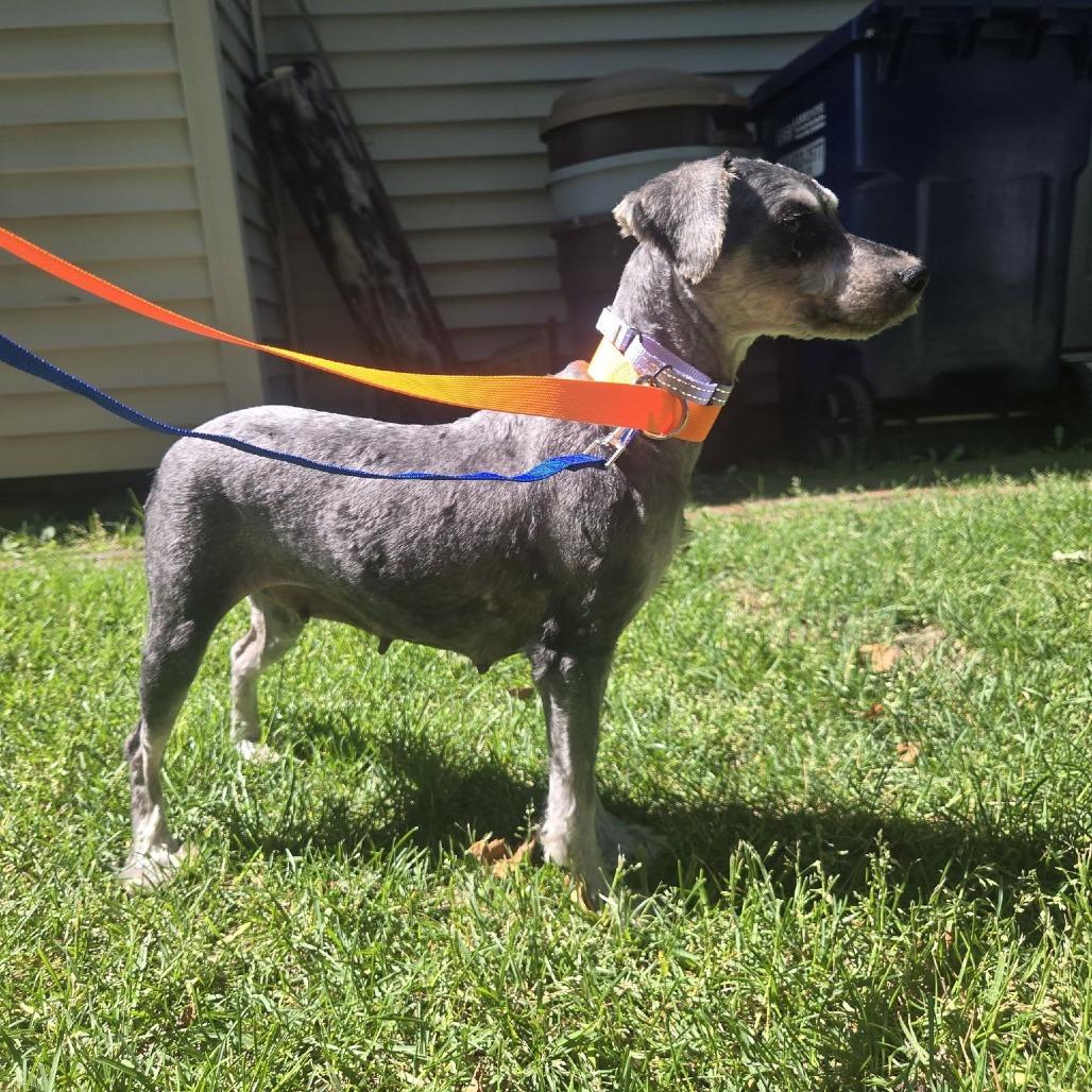 Jayne Mansfield, a Adoptable Miniature Schnauzer in St. Charles, IL image 3/4