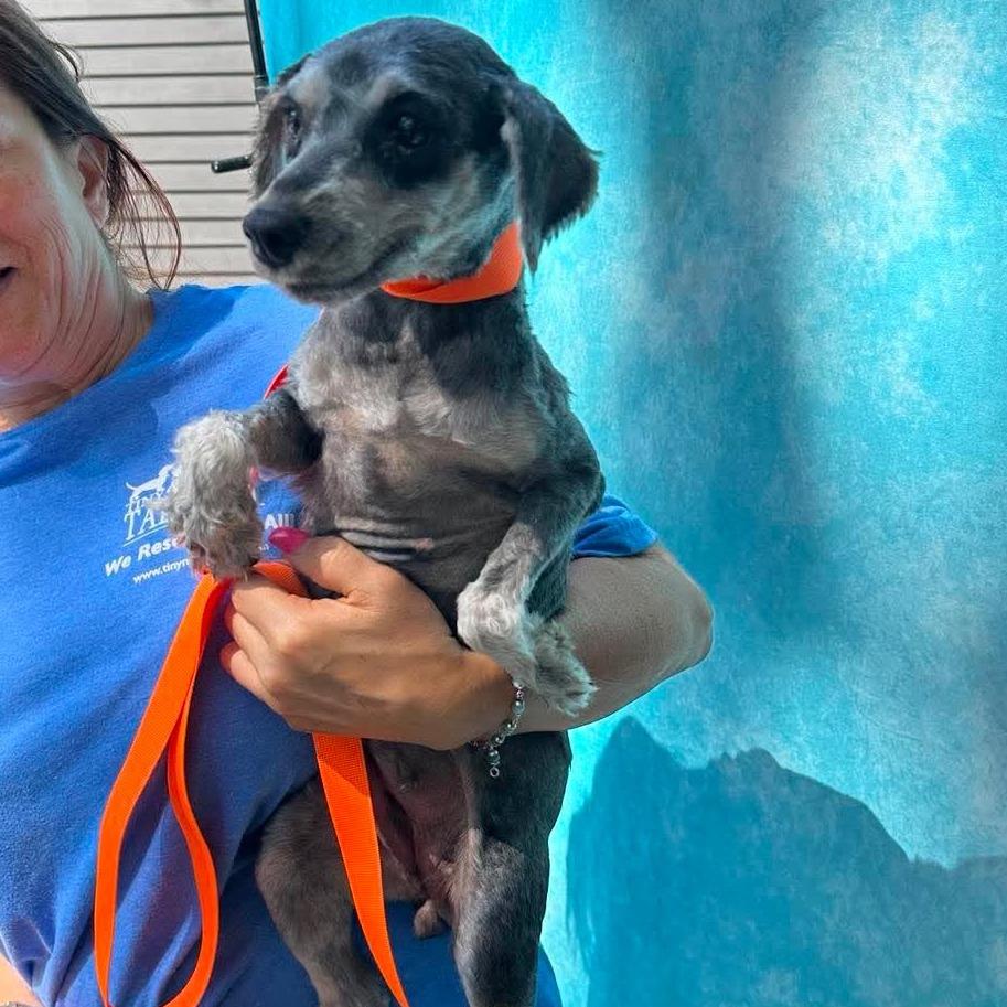 Jayne Mansfield, a Adoptable Miniature Schnauzer in St. Charles, IL image 4/4