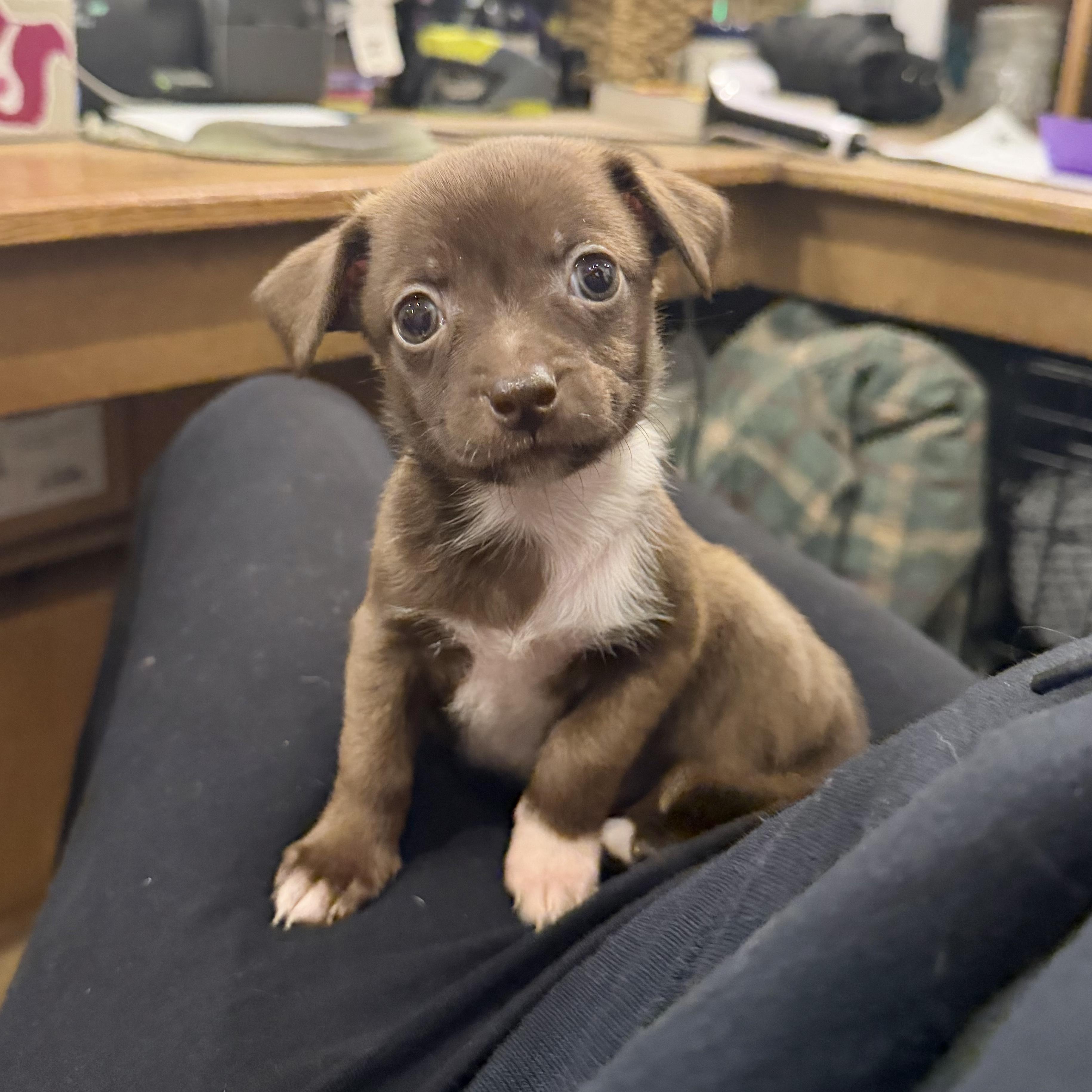Enlarge Olive, a ADOPTABLE mixed breed in Boulder, CO image 3/6