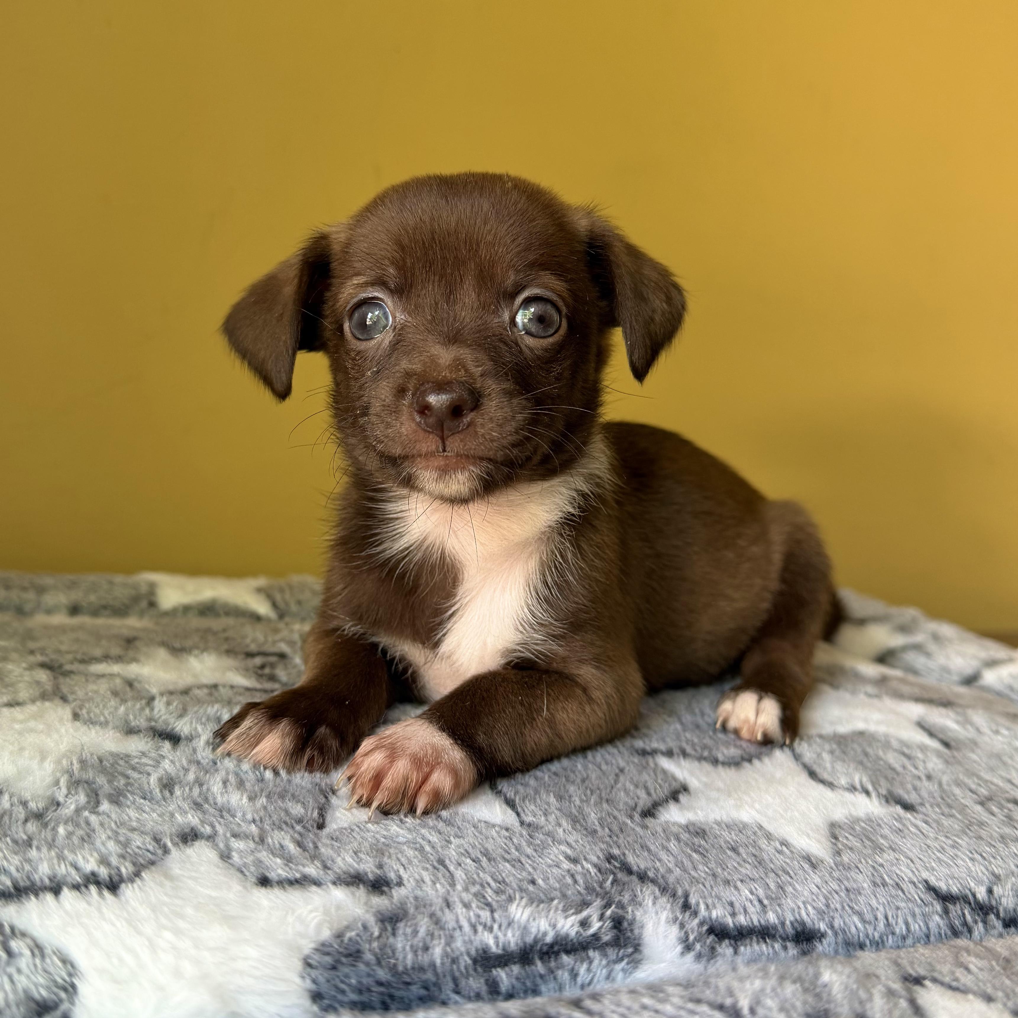 Olive, ADOPTABLE, Puppy Female Chihuahua & Italian Greyhound.
