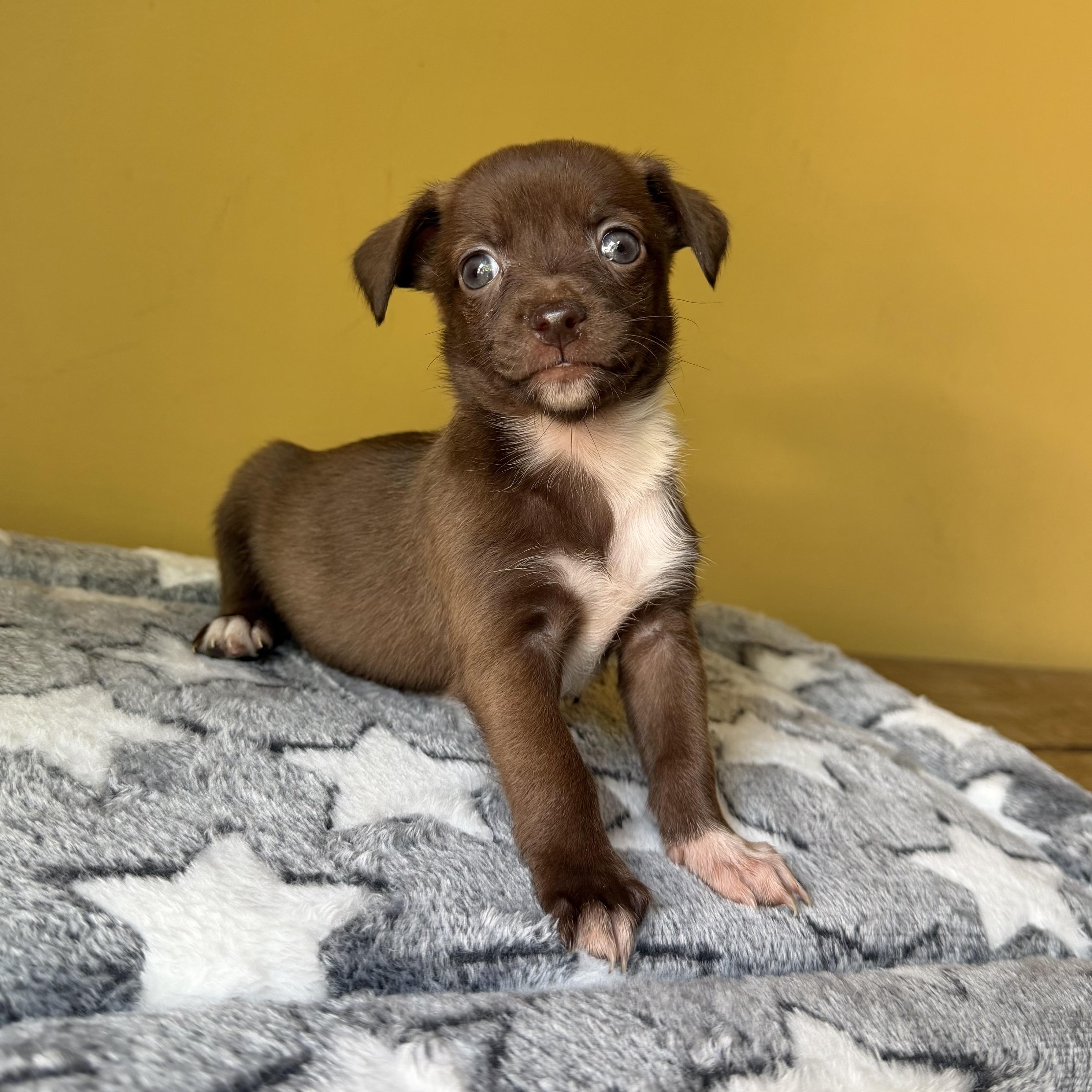 Enlarge Olive, a ADOPTABLE mixed breed in Boulder, CO image 4/6