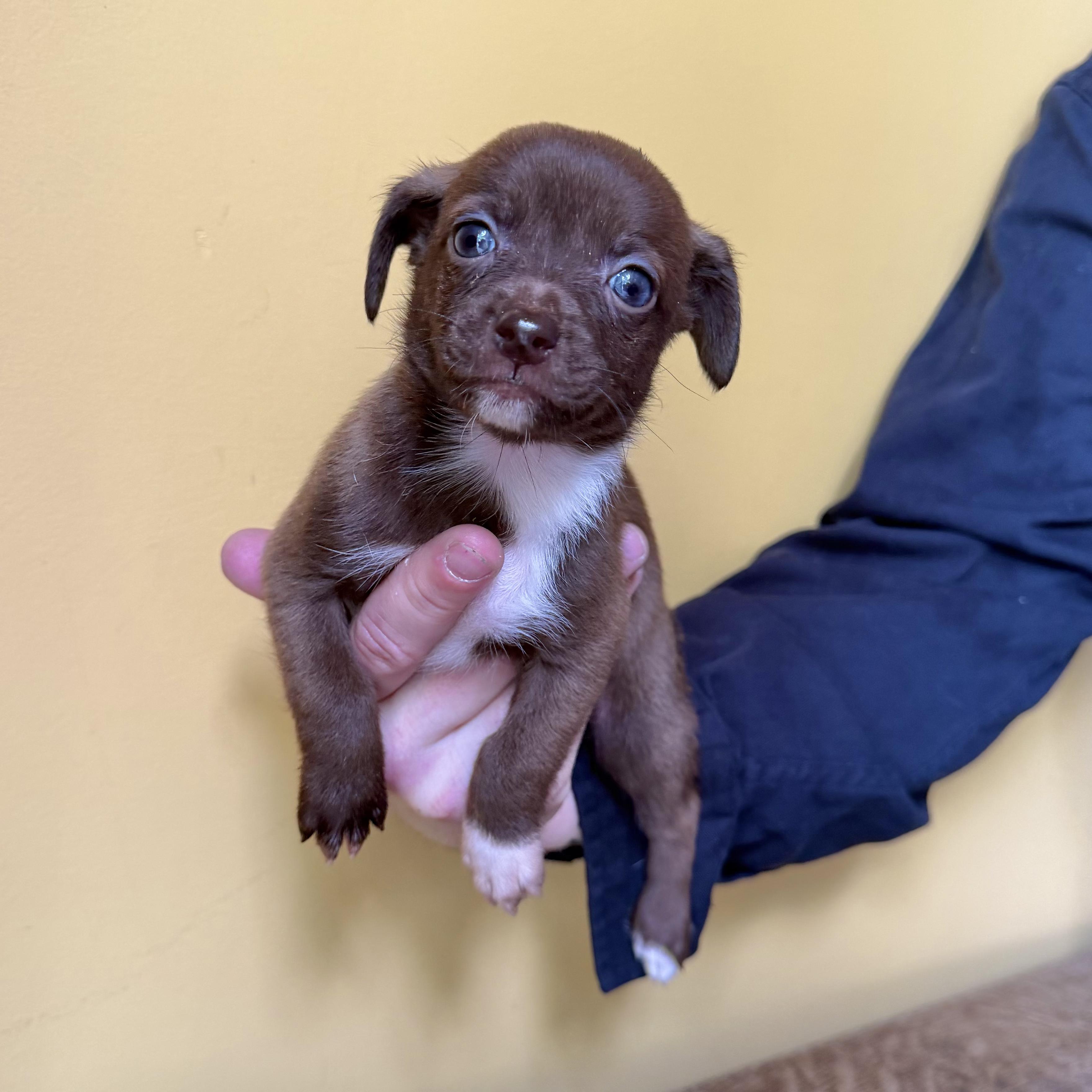 Enlarge Olive, a ADOPTABLE mixed breed in Boulder, CO image 2/6