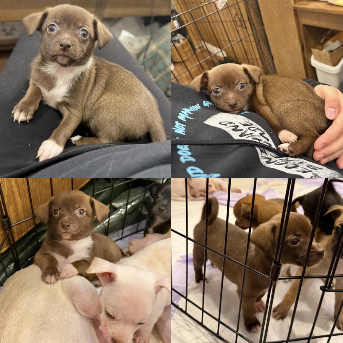 Enlarge Olive, a ADOPTABLE mixed breed in Boulder, CO image 6/6