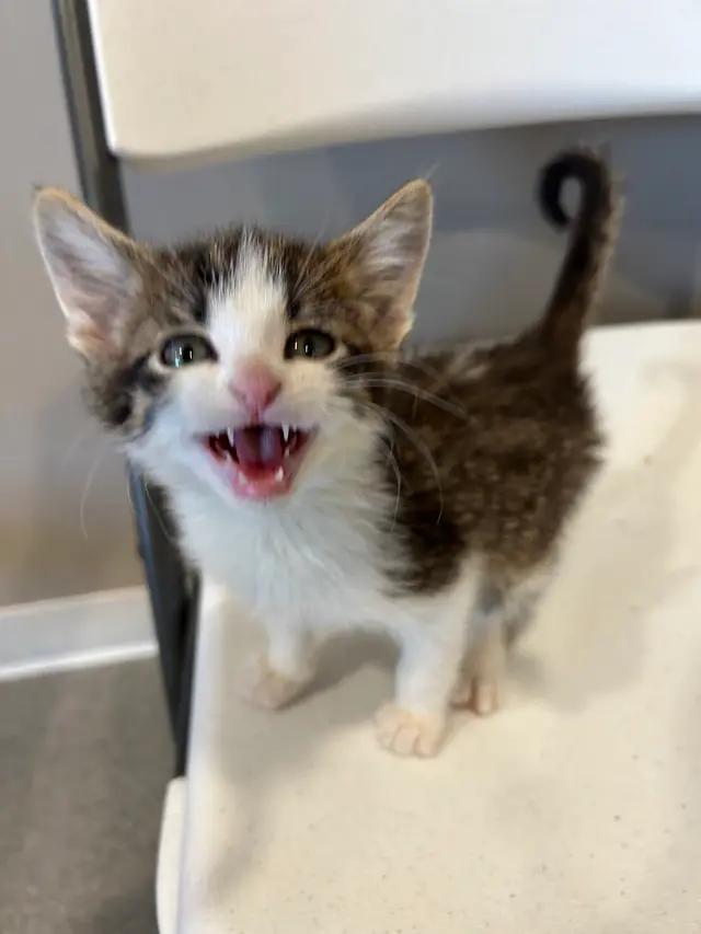 Luigi, ADOPTABLE, Kitten Male Domestic Short Hair.