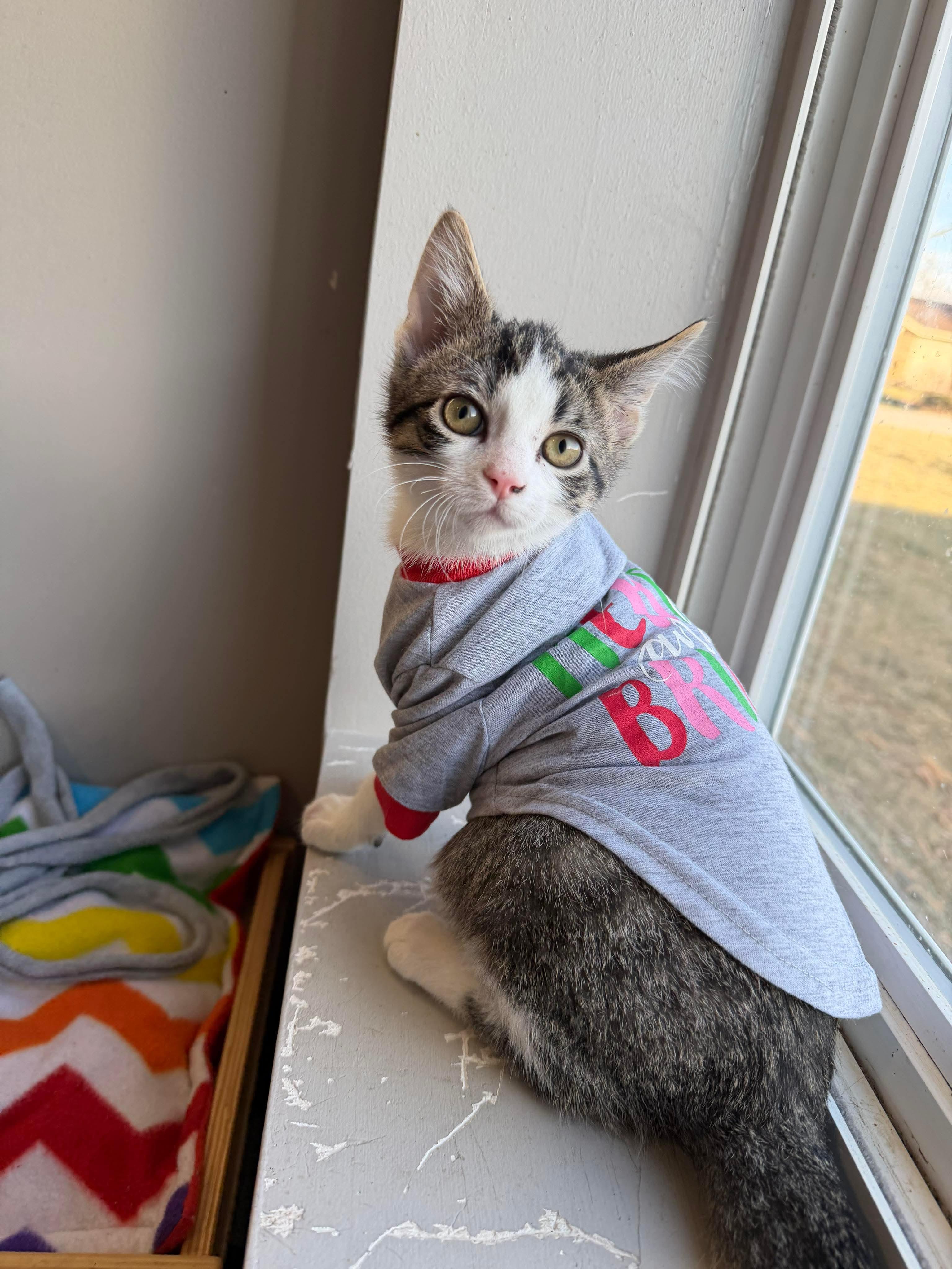 Enlarge Luigi, a ADOPTABLE Domestic Short Hair in Seward, NE image 1/2