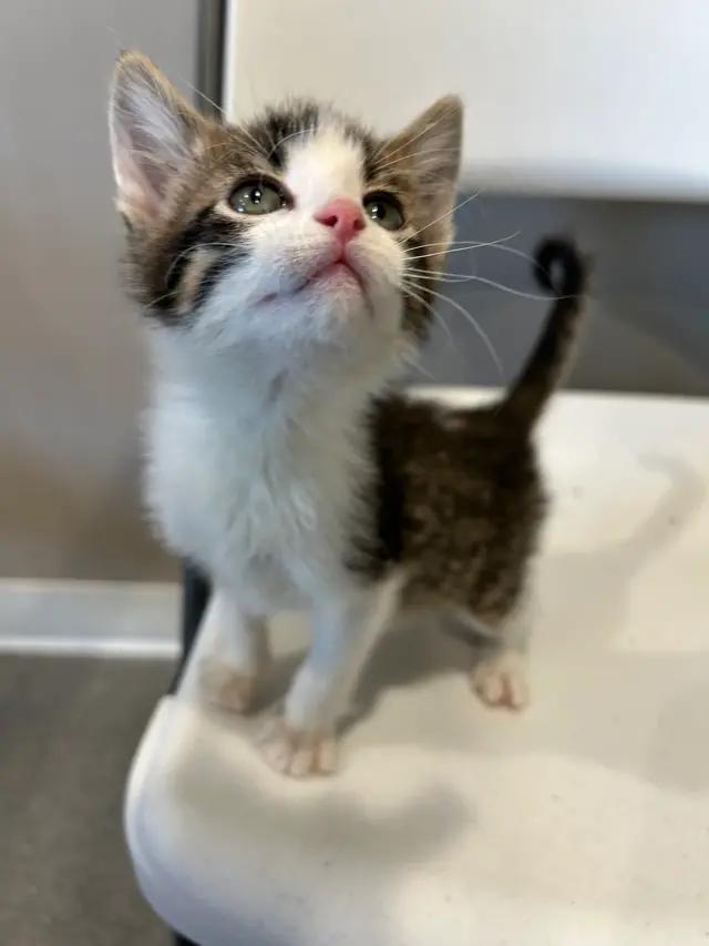 Enlarge Luigi, a ADOPTABLE Domestic Short Hair in Seward, NE image 2/2