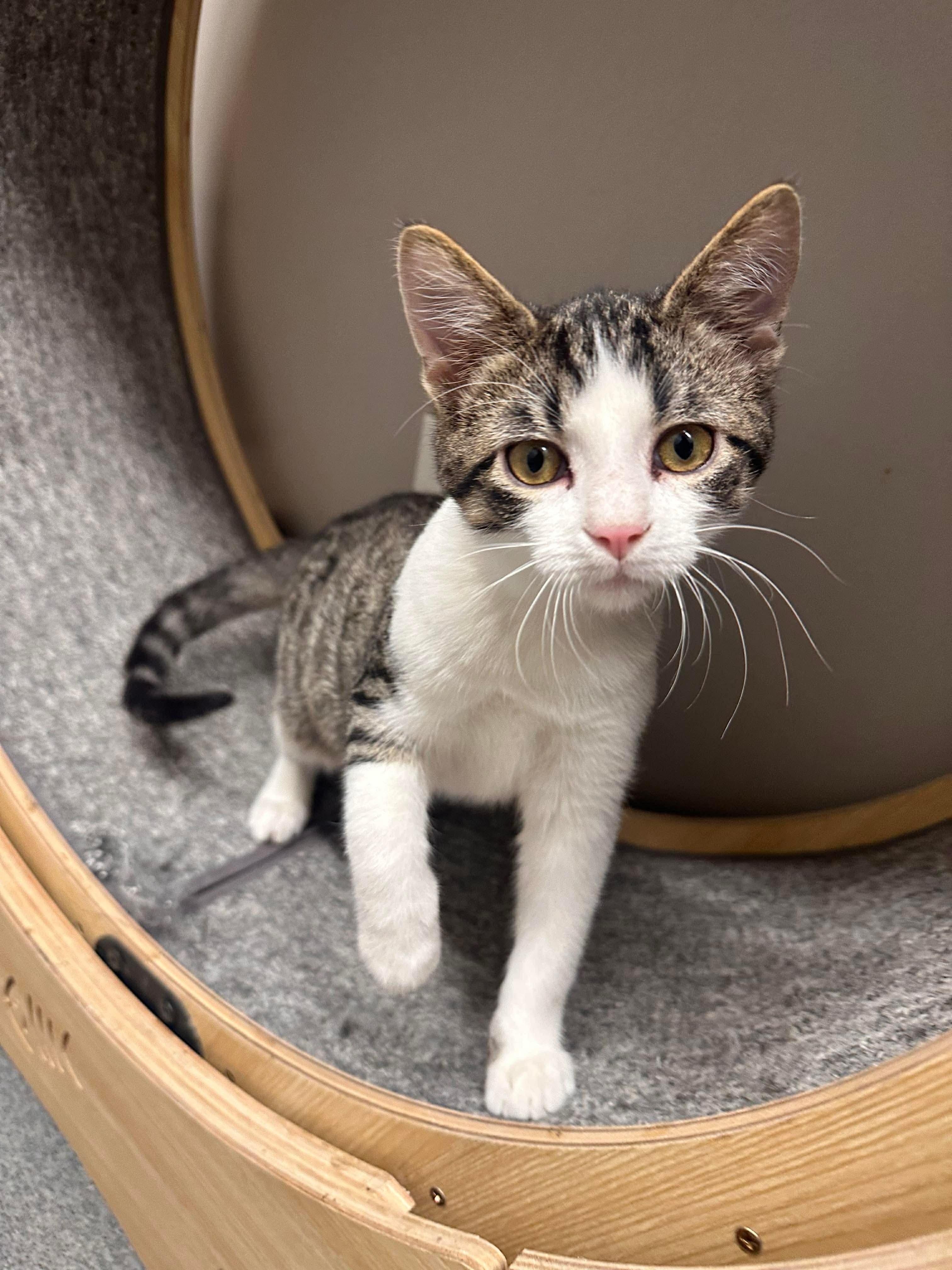 Enlarge Luigi, a ADOPTABLE Domestic Short Hair in Seward, NE image 2/2